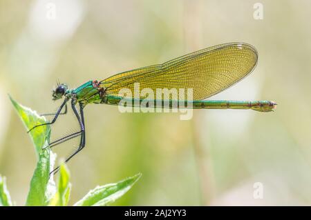 Single demoiselle damselfly on leaf. Detailed and colourful image in classic view from left side. Details of the wing construction can be examined Stock Photo