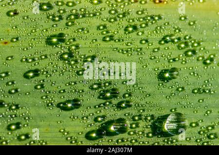 Green wallpaper showing water droplets on a green iris leaf Stock Photo