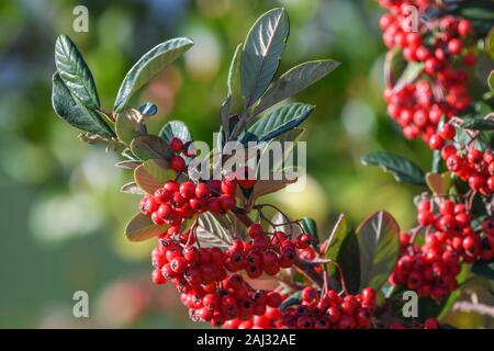 Close-up of milk flower cotoneaster with its red berries in winter Stock Photo