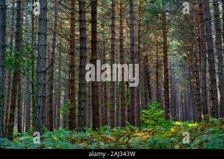 Sunlight streaming through the densely planted trunks of a conifer plantation in Greno Wood near Sheffield Stock Photo