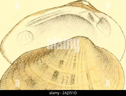 Biographical Sketch: Clam-like