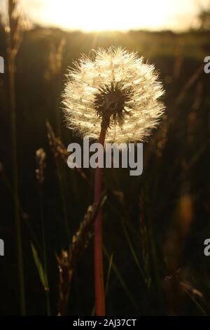 Growing dandelion (Taraxacum) with the seedhead illuminated by the evening light during sunset near Glen Feshie in the Scottish Highlands Stock Photo