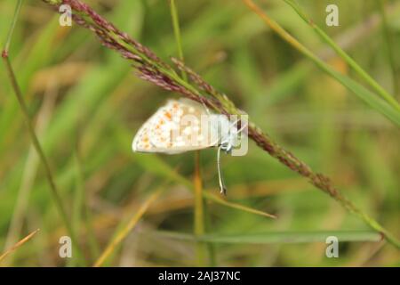 Northern Brown Argus butterfly (Aricia artaxeres) resting on a stem of grass in natural grassland and native rock-rose habitat Dunkeld Scotland July Stock Photo
