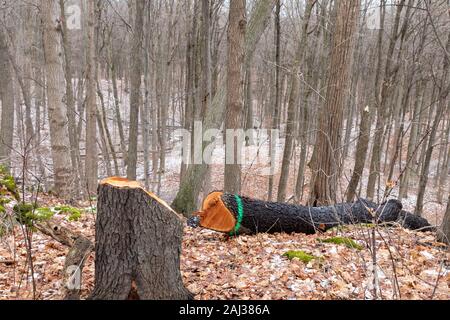 Marked tree that has been cut down Stock Photo