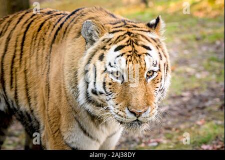 A majestic Royal Bengal Tiger in its natural habitat Stock Photo
