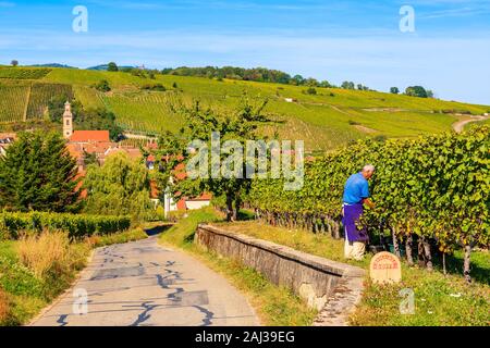 RIQUEWIHR, FRANCE - SEP 20, 2019: Man harvesting grapes in vineyards near Riquewihr village on Alsatian Wine Route, France. Stock Photo