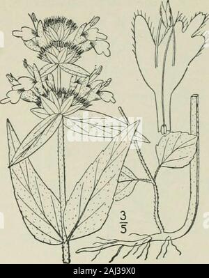 An illustrated flora of the northern United States, Canada and the British possessions : from Newfoundland to the parallel of the southern boundary of Virginia and from the Atlantic Ocean westward to the 102nd meridian . serrate.Leaves ovate or ovate-lanceolate, long-petioled, sharply serrate. 1. B. ciliata. 2. B. hirsuta. Genus 25. MINT FAMILY. 135 I. Blephilia ciliata (L.) Raf. Downy Ble-philia. Fig. 3645. Monarda ciliata L. Sp. PI. 2^. 1753. Blephilia ciliata Raf. Journ. Phys. 89: 98. 1819. Stem puberulent, or short-villous above, commonlysimple, i°-2° high. Lower leaves and those of steril Stock Photo