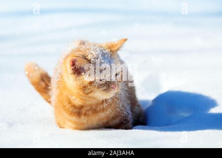 Red cat walks in deep snow during a snowfall in winter Stock Photo