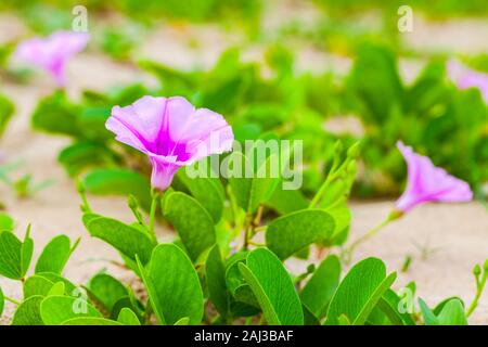 Pink flowers of Convolvulus arvensis or field bindweed. It is a species of bindweed that is rhizomatous and is in the morning glory family Convolvulac Stock Photo