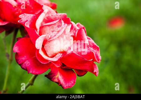 Two red roses, macro photo of garden flowers with soft selective focus Stock Photo