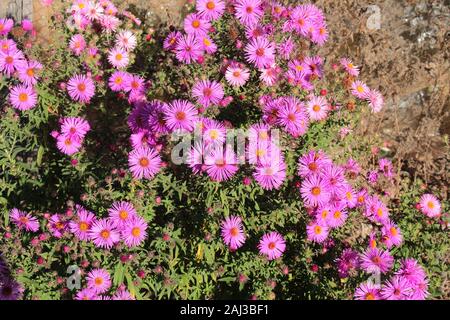 Perennial midday flower also called ice plant or Stauden Mittagsblume or Delosperma cooperi, shallow DOF, Bokeh Stock Photo