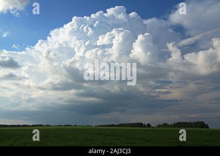 A huge cumulus and cumulonimbus clouds on the blue sky background over wheat field in European woodlands Stock Photo