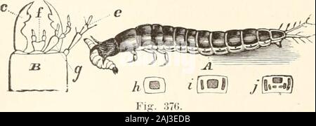 Guide to the study of insects, and a treatise on those injurious and beneficial to crops: for the use of colleges, farm-schools, and agriculturists . e as large as usual, and the legs stouter. Fig. 375. Sembidium com-prises species of- very small sizea n d variable inform, in which t heanterior tibia arenot dilated at the base. They are found abundantly under the refuse offreshets and tides, preying upon dead animal matterand other insects, and a species of Cillenum,closely allied to Bembidium, is known to seize ^ ^the beach-flea, Gamniarus, and devour it.Fig. 376 (A, a little enlarged ; B, he Stock Photo