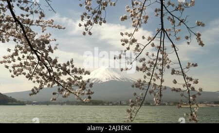 wide angle shot of mt fuji and cherry tree branches in japan Stock Photo