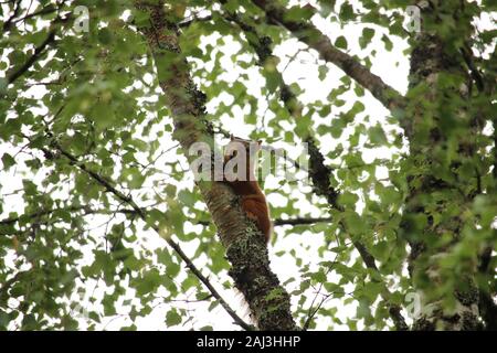 Native red squirrel (Sciurus vulgaris) climbing a silver birch tree in the Scottish Highlands Stock Photo