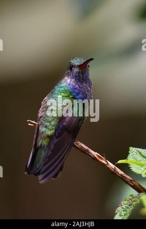 A Sapphire-spangled Emerald hummingbird in Peruvian rain forest Stock Photo