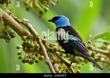 A Blue-Necked Tanager eating a Barries in amazon rainforest Stock Photo