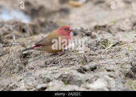 Red-billed Firefinch (Lagonosticta senegala), adult male standing on the ground, Mpumalanga, South Africa Stock Photo