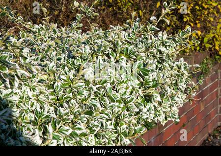 Euonymus or Spindle tree Emerald Gaiety being used to create a formal hedge  It is an evergreen shrub that is fully hardy Stock Photo