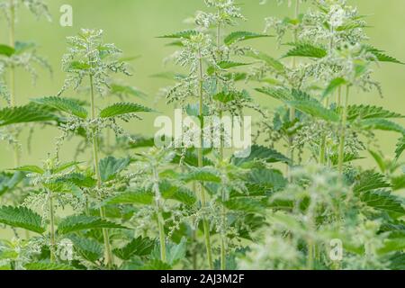 Closeup of common nettles (Urtica dioica) on a cloudy day in summer Stock Photo