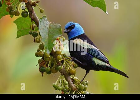 A Blue-Necked Tanager eating a Barries in amazon rainforest Stock Photo