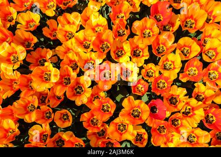 Top view close-up of gorgeous brightly colored tulips with open petals close together.Tulip flower bed in Dutch Keukenhof tulip garden with different Stock Photo