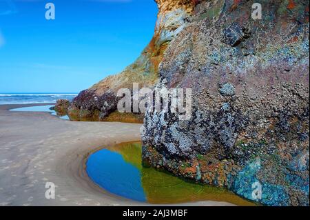 Barnacles are exposed on large coastal intertidal rocks on the Oregon coast at low tide. Stock Photo