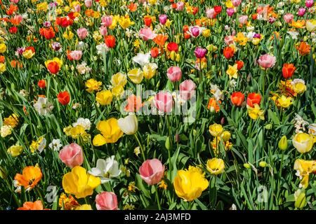 Top view close-up of gorgeous colorful flower bed of tulips and daffodils. Tulip flower bed in Dutch Keukenhof tulip garden with different types of tu Stock Photo