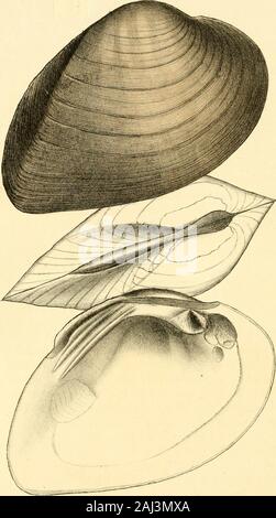 Unionidae Shell This plate from the 'Monography of the family Unionidæ' provides ...