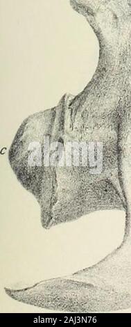 Monograph of the Palaeontographical Society . /, CrecodilujHasting sice. 2,AUigator Hardvn&nsis. TAB. IX. Crocodilus Hastincjsice, nat. size Fig. 1. Side view of the fourth eervical vertebra. 2. Back view of the same vertebra. 3. Side view of a similar vertebra, minus the pleurapophyses. 4. Under view of the third cervical vertebra. 5. Back view of a lumbar vertebra. 6. Front view of the first sacral vertebra. 7. Side view of the first caudal vertebra. r. ix.  ? v r .. Stock Photo