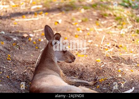 An Australian kangaroo resting in the shade on a hot summer day