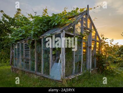 Derelict greenhouse with vine growing through the roof on a London allotment. Stock Photo