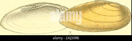 Unionidae Shell Monography of the family Unionidæ : or, Naiades of Lamarck (fresh water ...