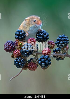 Eurasian harvest mouse on blackberries Stock Photo