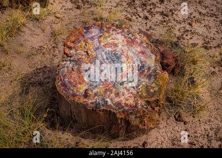 A colorful example of petrified wood along the Giant Logs Trail in the Petrified Forest National Park. The stone is marked by shades of red, orange, y Stock Photo