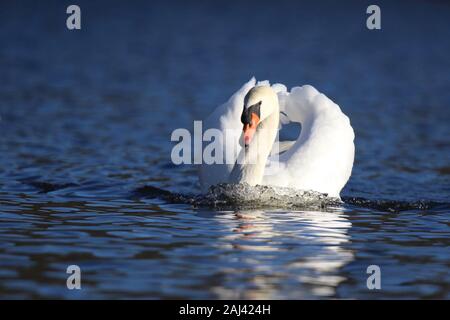 A male mute swan in threat posture at it chases and drives away younger swans from it's territory Stock Photo