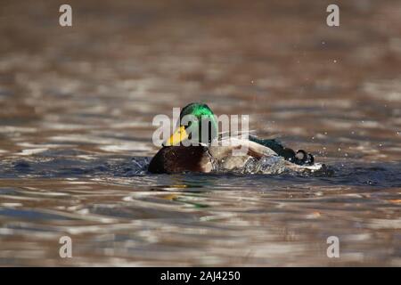 A male mallard duck splashing in the water to preen the wing feathers Stock Photo