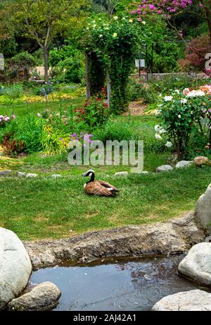 A Canada goose is sitting in a lush garden, surrounded by colorful springtime flowers, a rose covered arbor, a pond and large, natural boulders. Stock Photo