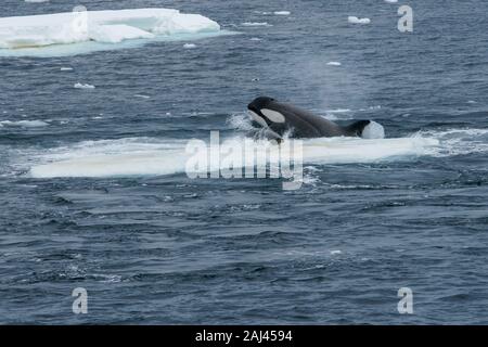 Orca (Orcinus orca) hunting Crabeater Seal (Lobodon carcinophagus) on