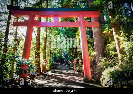 A torii gate in the forest near the shrine in Hakone, Japan. Stock Photo