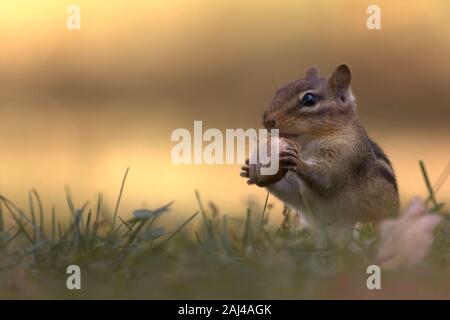 Chipmunk Snacking On An Acorn In the Grass With Fall Colors In the Background Stock Photo