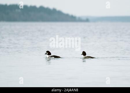 A male and female bonded pair of Barrow's Goldeneye swim together Stock Photo