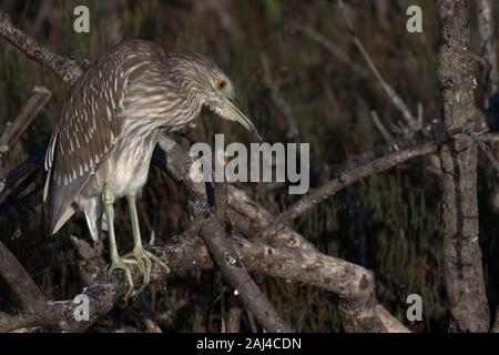 Juvenile Black-Crowned Night Heron Perched On a Branch, Stalking Its Prey In the Marsh Stock Photo