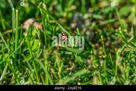 on the grass on the lawn crawling ladybug. Stock Photo