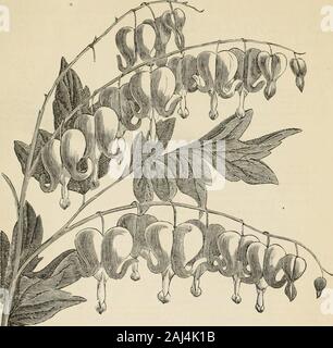 Briggs and Bro.'s illustrated and descriptive catalogue of hardy bulbous flowering plants for fall of 1872 . iolet, - - 40Wliitleyi—Pearly white ; highly fragrant. - 40Wyoming—Rich purple crimson : very full ; superb.40Zoe—Soft rose ; full-flowered ; superb, - - 40 TRICYRTU§ -GRAIVDIFLORA. The flowers of this newly introduced, hardy border plant, are both novel and beautiful, resemblingin their shape and markings some of the beautiful Orchids. The ground color of the flower is lilac,marbled with pearly white, borne on spikes six inches in length, and have a fragrance similar to theHeliotrope. Stock Photo