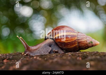 Giant African Land Snail - Achatina fulica large land snail in Achatinidae, similar to Achatina achatina and Archachatina marginata, pest issues, inva Stock Photo