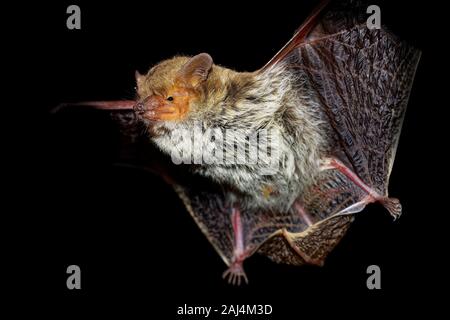 Egyptian (Kuhl) Pipistrelle - Pipistrellus deserti or kuhlii or  Pipistrellus aegyptius, vesper bat living in temperate forests, subtropical or tropic Stock Photo