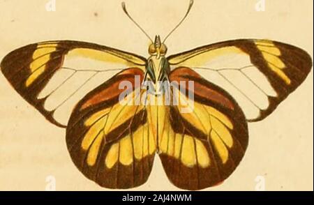 Recueil d'observations de zoologie et d'anatomie compar : faites dans l'ocn atlantique, dans l'intieur du nouveau continent et dans la mer du sud pendant les anns 1799, 1800, 1801, 1802 et 1803 . Stock Photo