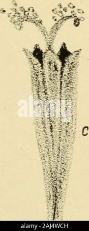 The Journal of microscopy and natural science . Stock Photo