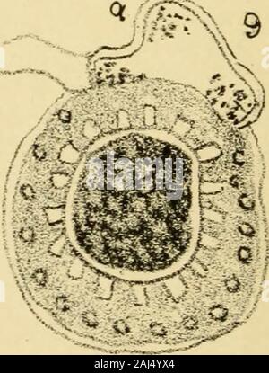 The Journal of microscopy and natural science . Stock Photo